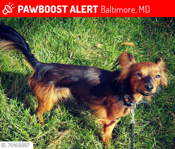 Lost Male Dog last seen Near Smith Ave, Baltimore, MD 21209, Baltimore, MD 21209