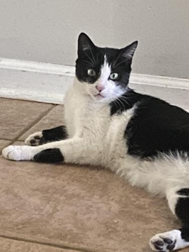 Lost Male Cat last seen Lake Douglas , Orlando, FL 32817