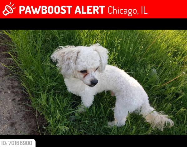Lost Male Dog last seen Near w George , Chicago, IL 60641