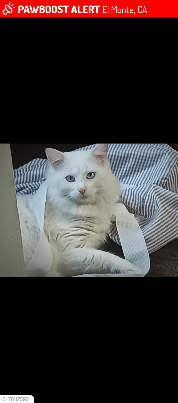 Lost Male Cat last seen In Between Bryant and Forest Grove; On Peck Rd., El Monte, CA 91732