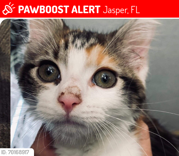 Lost Female Cat last seen 1st st, Jasper, FL 32052