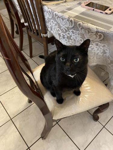 Lost Male Cat last seen Briarbend and Brockton by the Gospel Life Church near Mcqueeny rd, New Braunfels, TX 78130