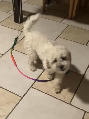 Lost Female Dog last seen The Plaza connection with Eastway Drive, Charlotte, NC 28215