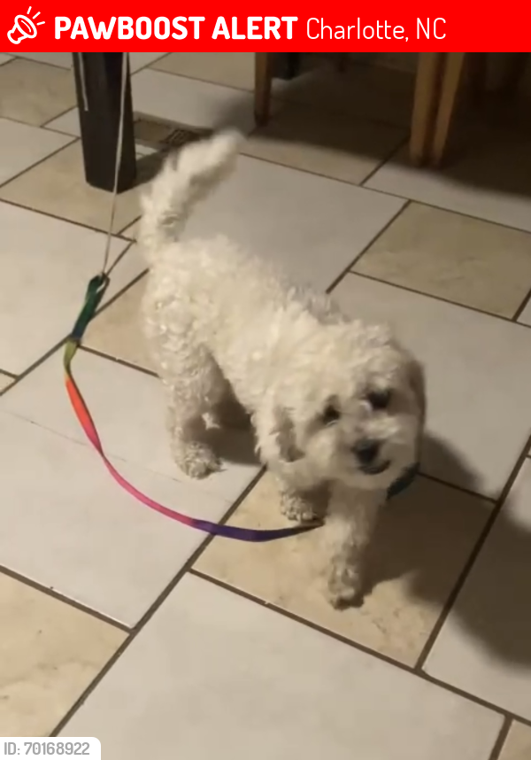 Lost Female Dog last seen The Plaza connection with Eastway Drive, Charlotte, NC 28215