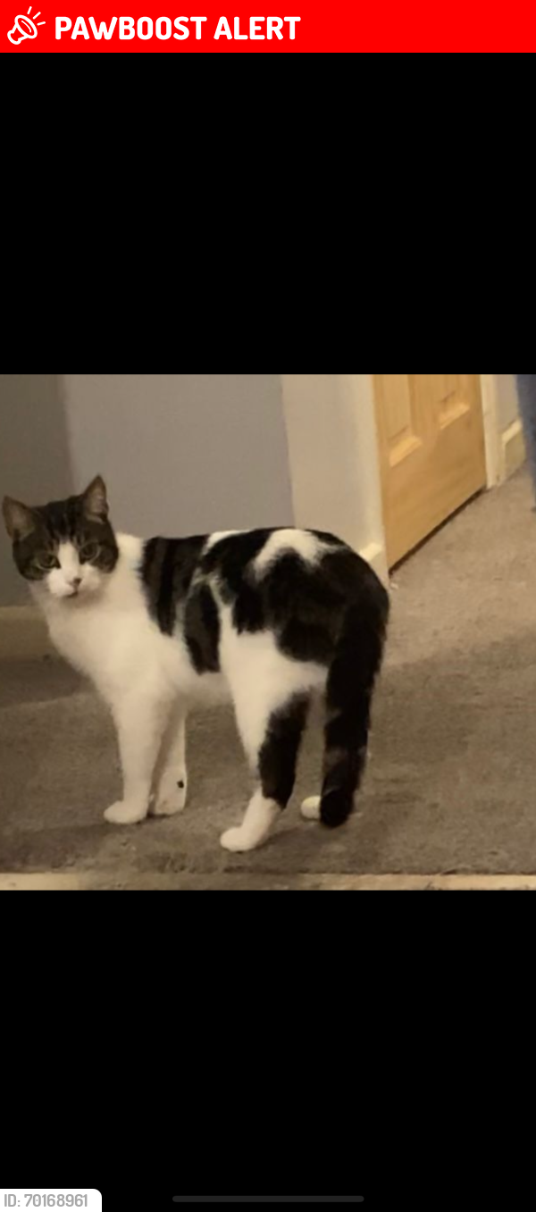 Lost Male Cat last seen Near woodgate valley , West Midlands, England B32 3TP