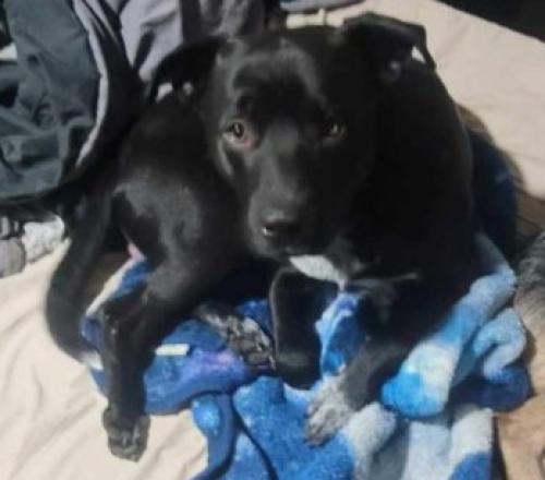Lost Male Dog last seen Charity Lane and Loveless in Hazel Green, Madison County, AL 35750