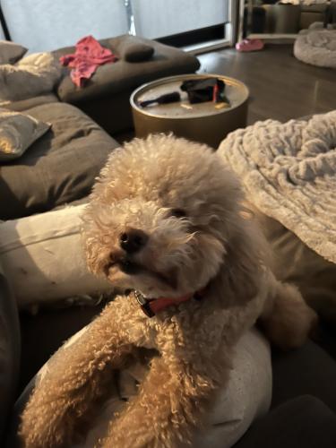 Lost Male Dog last seen C  and N St Charles , Houston, TX 77003