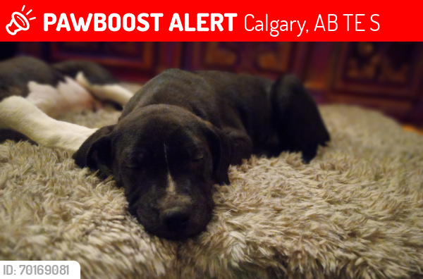 Lost Male Dog last seen Safeway , Calgary, AB T2E 1S2