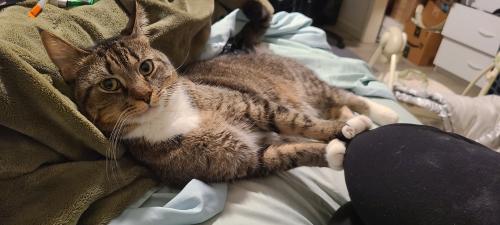 Lost Male Cat last seen Amherst street, ord nh, Milford, NH 03031