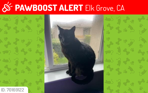 Lost Male Cat last seen Stonelake apmts off East Taron in Elk Grove, Elk Grove, CA 95757