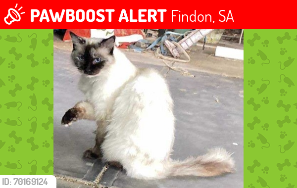 Lost Female Cat last seen Findon, Findon, SA 5023
