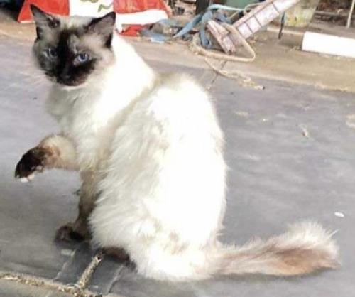 Lost Female Cat last seen Findon, Findon, SA 5023