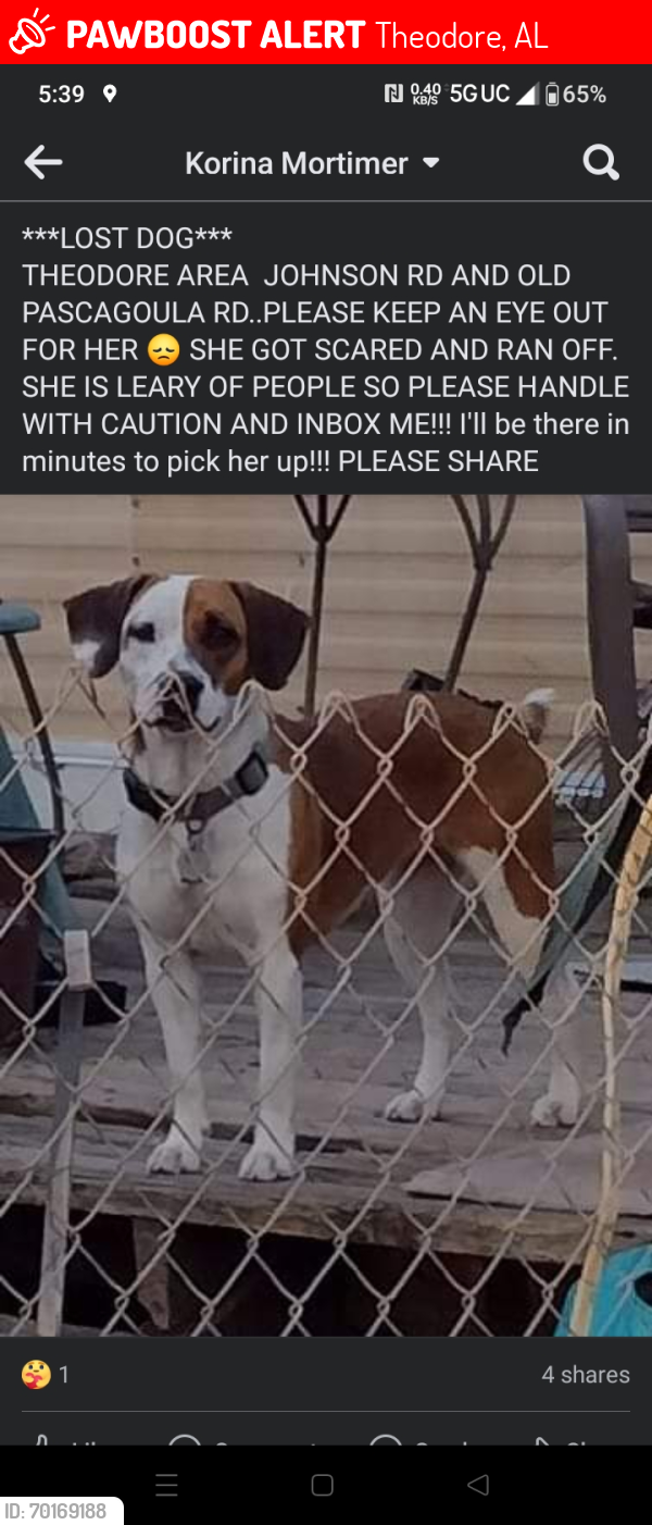 Lost Female Dog last seen Carol plantation & Old pascagoula Rd , Theodore, AL 36582