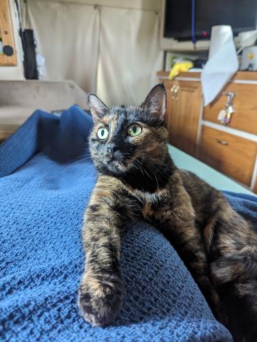 Lost Female Cat last seen Corporate crossing and discovery boulevard, near just off 1-30 at exist 70, Rockwall, TX 75032