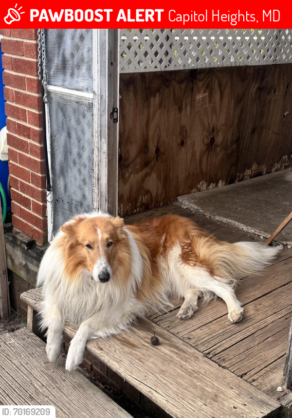 Lost Male Dog last seen Capitol st , Capitol Heights, MD 20743
