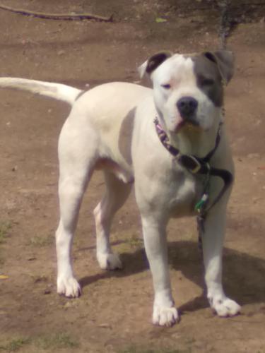 Lost Male Dog last seen Central Park Elementary , Birmingham, AL 35208
