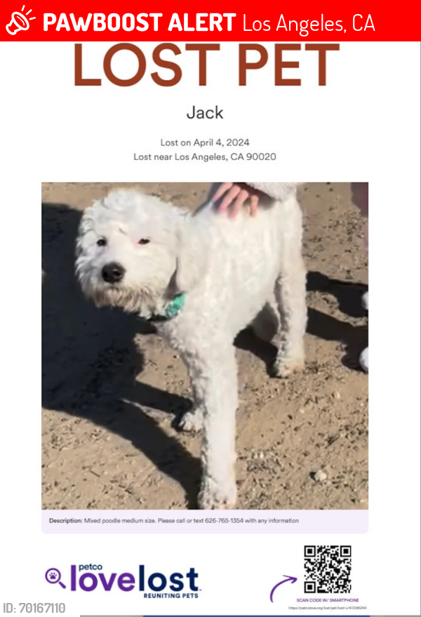 Lost Male Dog last seen Wilshire Blvd. and Wilton pl, Los Angeles, CA 90010