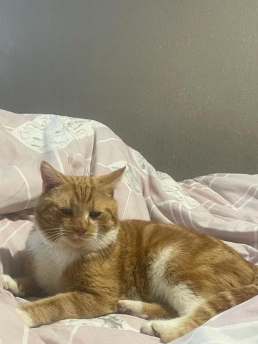 Lost Male Cat last seen Londis, Shirley Road, A Green, Acocks Green, England B27 7NX