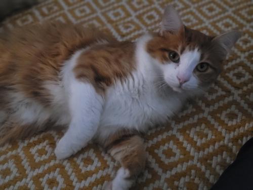 Lost Male Cat last seen Dripping springs, Dripping Springs, TX 78620