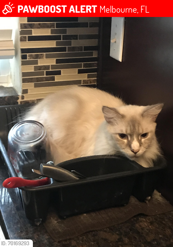Lost Male Cat last seen Brandywine lane and Chicago Ave., Melbourne, FL 32904