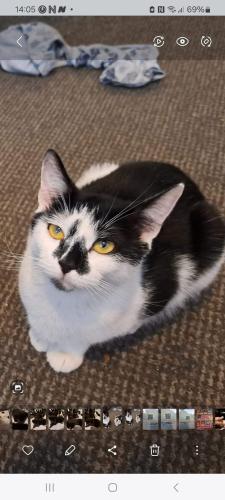 Lost Female Cat last seen Litherland horby avenue , Litherland, England 