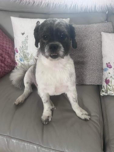 Lost Male Dog last seen Thoresby Avenue, Kirkby in Ashfield, England NG17