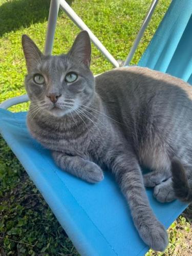 Lost Female Cat last seen Belle Foret Subdivision, Tangipahoa Parish, LA 70454