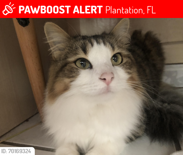 Lost Female Cat last seen 3rd court and 4th street , Plantation, FL 33317