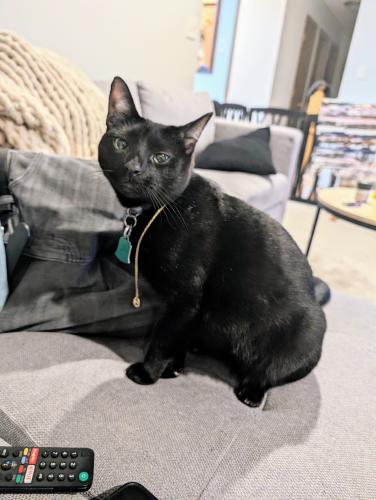 Lost Male Cat last seen Vinewood ln n and sunset trail, Plymouth, MN 55442