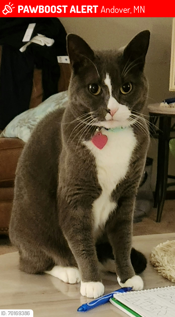 Lost Male Cat last seen 161st & Unity St NW, Andover, MN 55304