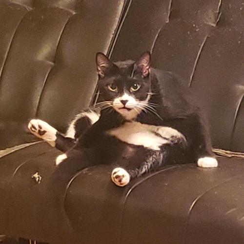 Lost Male Cat last seen Wilmington and Field, Rochester, NY 14620