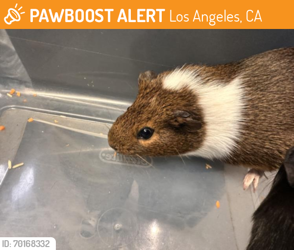 Shelter Stray Male Other last seen , Los Angeles, CA 90031