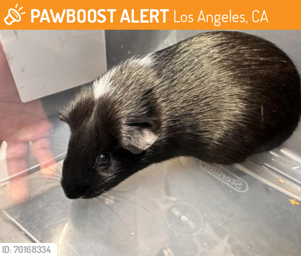 Shelter Stray Male Other last seen , Los Angeles, CA 90031