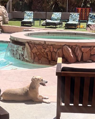 Lost Male Dog last seen Berry Road and Hope Drive , Desert Hot Springs, CA 92241