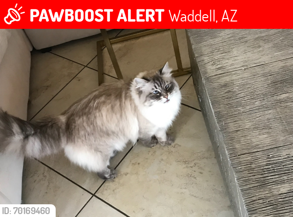 Lost Female Cat last seen Granite vista waddell, Waddell, AZ 85355