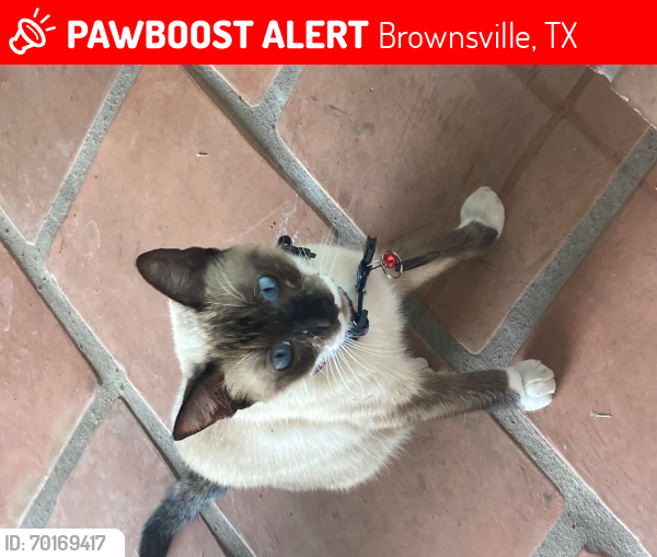 Lost Female Cat last seen Near Village Drive, Brownsville, TX 78521