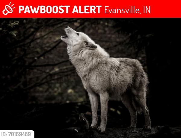 Lost Male Dog last seen Near COVERT AVE, Evansville, IN 47714