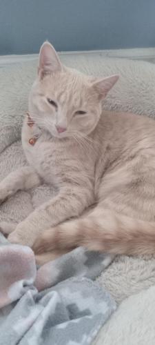Lost Male Cat last seen Gas stations, trailer hses, Harnett County, NC 28326