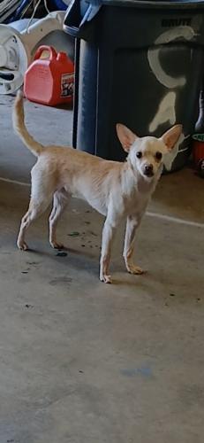 Lost Female Dog last seen Cajon valley , El Cajon, CA 92020