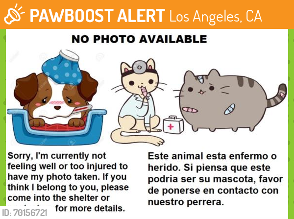 Shelter Stray Male Cat last seen , Los Angeles, CA 90031