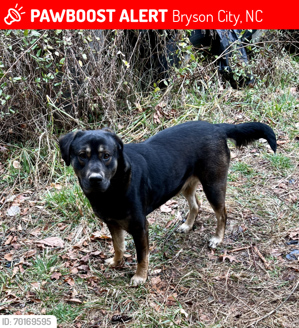 Lost Male Dog last seen Toby Lane, Bryon City, NC, Bryson City, NC 28713