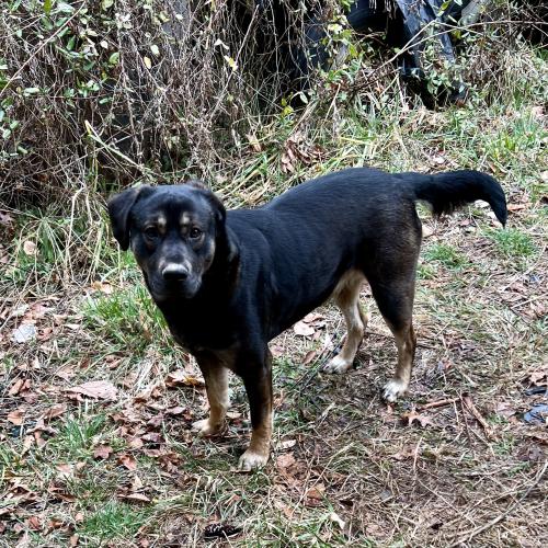 Lost Male Dog last seen Toby Lane, Bryon City, NC, Bryson City, NC 28713