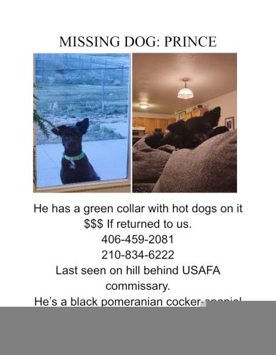 Lost Male Dog last seen Pine Dr and Pine Loop, Air Force Academy, CO 80840