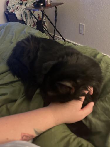 Lost Female Cat last seen Oracle and push view lane, Oro Valley, AZ 85737
