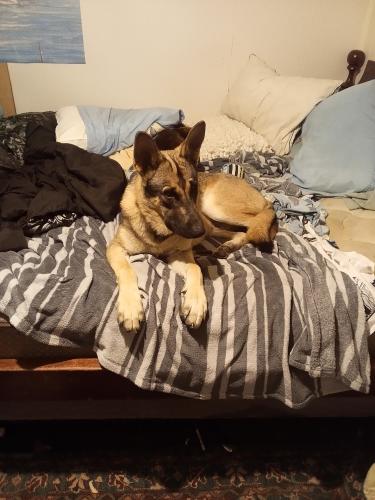 Lost Male Dog last seen Long point and 33, Topping, VA 23169