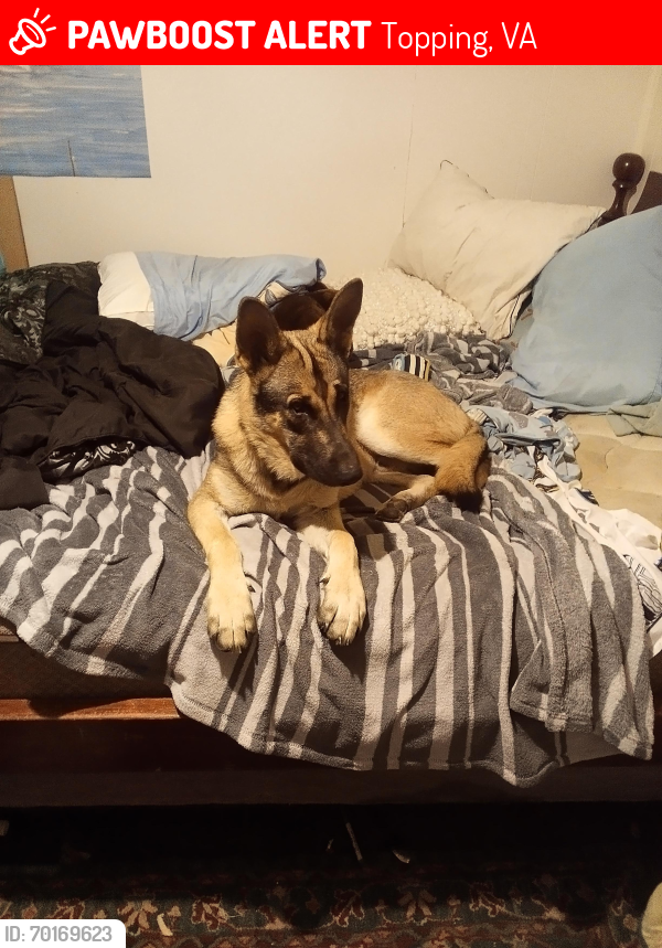 Lost Male Dog last seen Long point and 33, Topping, VA 23169
