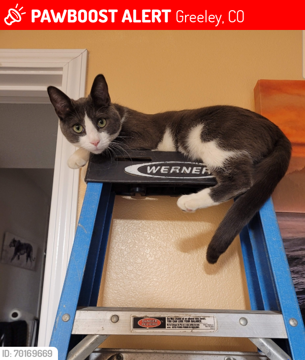 Lost Male Cat last seen E 19th Street rd & Balsam Ave, Greeley, CO 80631