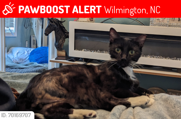 Lost Male Cat last seen White Rd, Wilmington, NC 28411