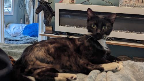 Lost Male Cat last seen White Rd, Wilmington, NC 28411