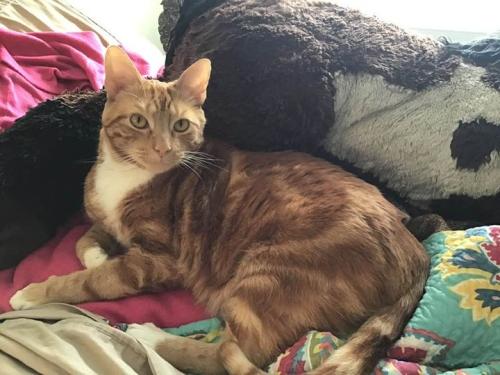Lost Male Cat last seen 4000-313 Manor Club Dr, Raleigh, NC 27607